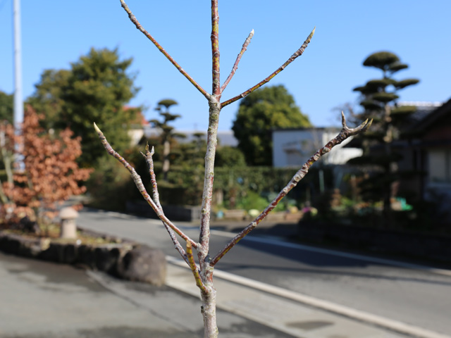 【売り切りお値下げ】 ヒメタイサンボク 0.8m 露地 苗 【1529672013】(10010円)