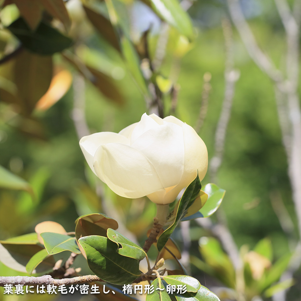 ヒメタイサンボク 1.2m 露地 苗 商品情報 【ヒメタイサンボク】(姫泰山木) 読み:ひめたいさんぼく 学名:Magnol ヒメタイサンボク 1.2m 露地 苗 商品情報 【ヒメタイサンボク】(姫泰山木) 読み:ひめたいさんぼく 学名:Magnol