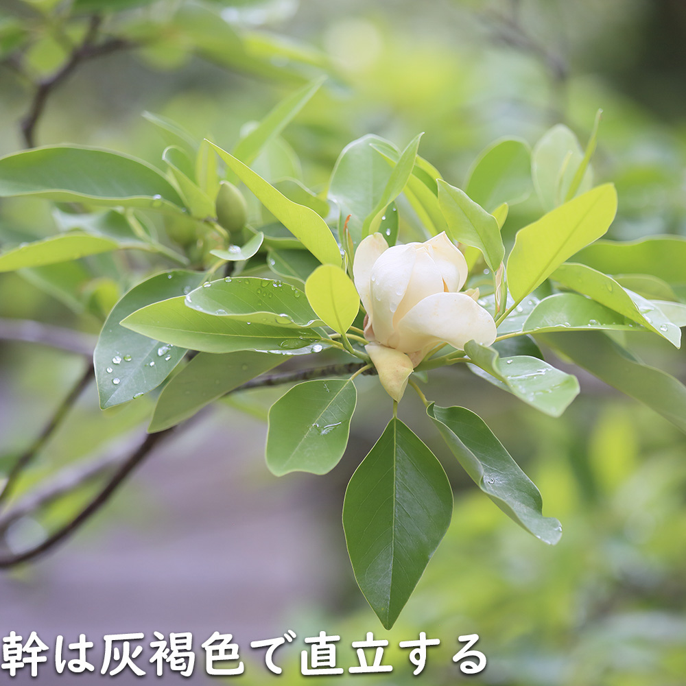 ヒメタイサンボク 1.2m 露地 苗 : トオヤマグリーン - 通販 - Yahoo
