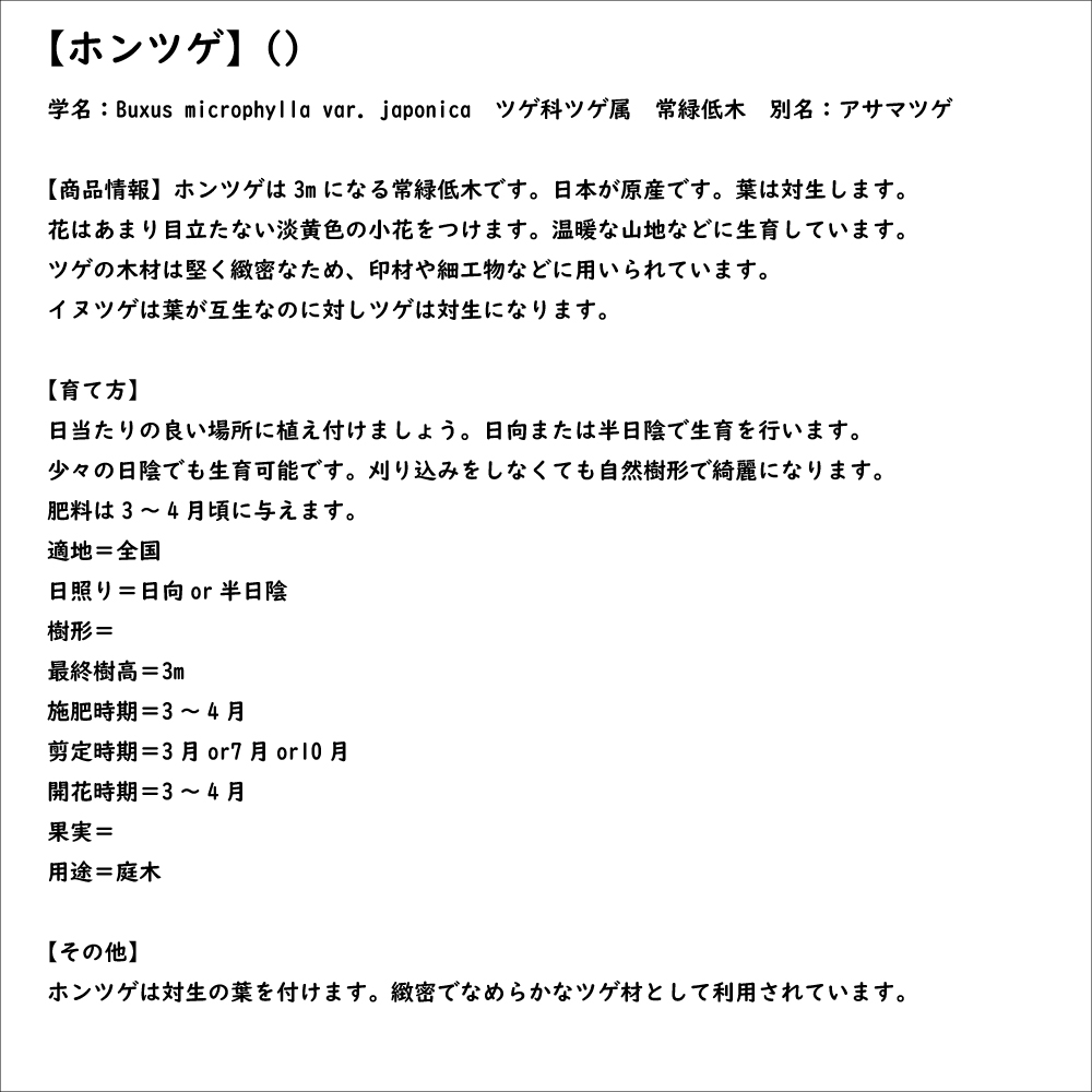 ホンツゲ 10.5cmポット 苗｜green-netbox｜08