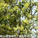 ビワ 実生 1m 露地 苗 関連画像4