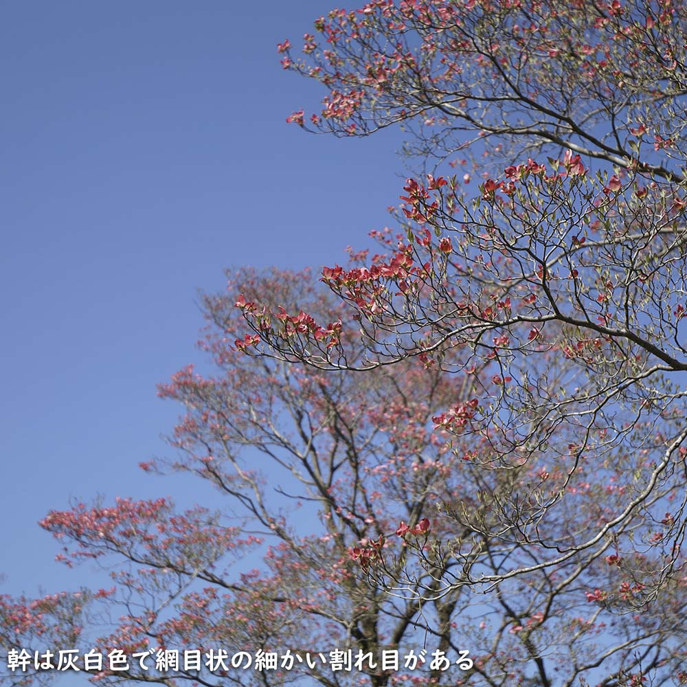 ハナミズキ 赤花 単木 2m 露地 苗木 : 650620 : トオヤマグリーン