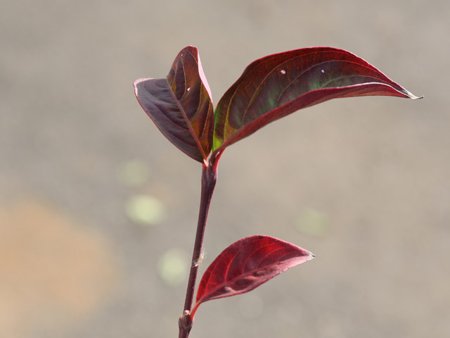 本日価格!! ハナミズキ ステラピンク 2m 露地 苗木 【Q2101195463】 (13750円)