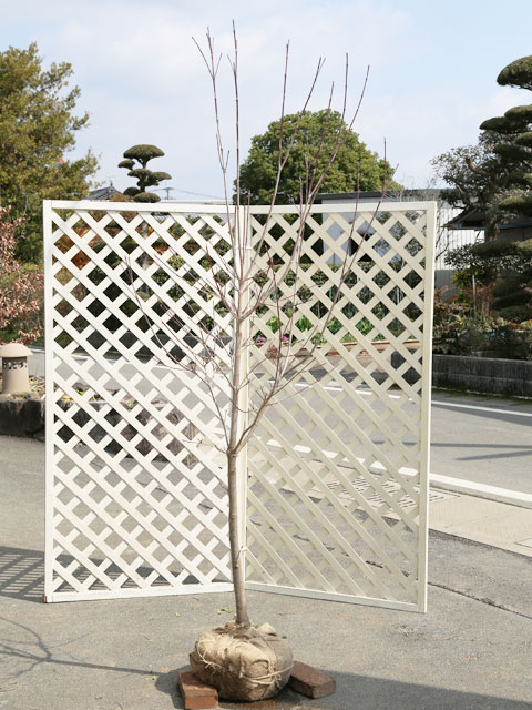 ハナミズキ ステラピンク 2m 露地 苗木(13750円)