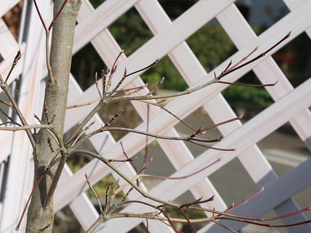 本日価格!! ハナミズキ ステラピンク 2m 露地 苗木 【Q2101195463】 (13750円)