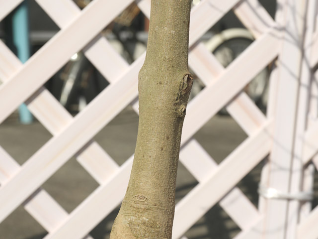 本日価格!! ハナミズキ ステラピンク 2m 露地 苗木 【Q2101195463】 (13750円)