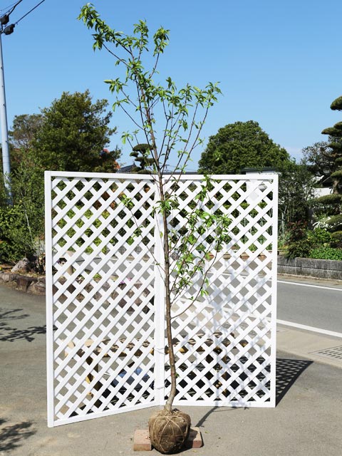 ハナモモ桃花 2m 露地 苗木 （最終値下げ）