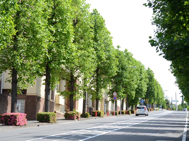 プラタナス 単木 2.5m 露地 苗木 プラタナス 商品情報