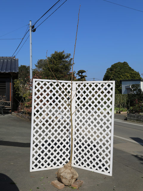 プラタナス 単木 2.5m 露地 苗木(13200円)