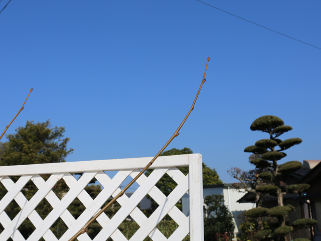 プラタナス 単木 2.5m 露地 苗木 プラタナス 商品情報