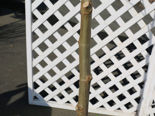 プラタナス 単木 2.5m 露地 苗木 プラタナス 商品情報