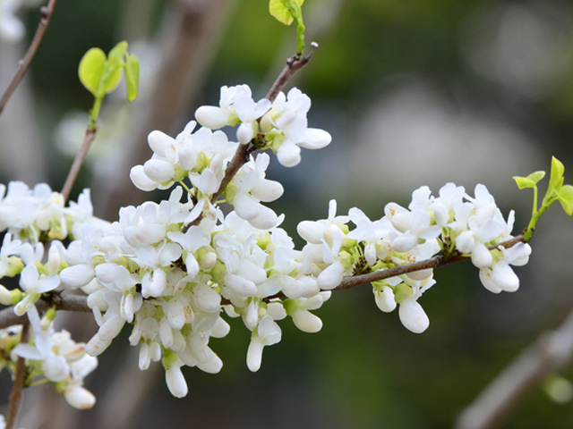 ハナズオウ白花 2m 露地 苗木 :653720:トオヤマグリーン - 通販 - Yahoo!ショッピング -  花、ガーデニング（israel.co.il）