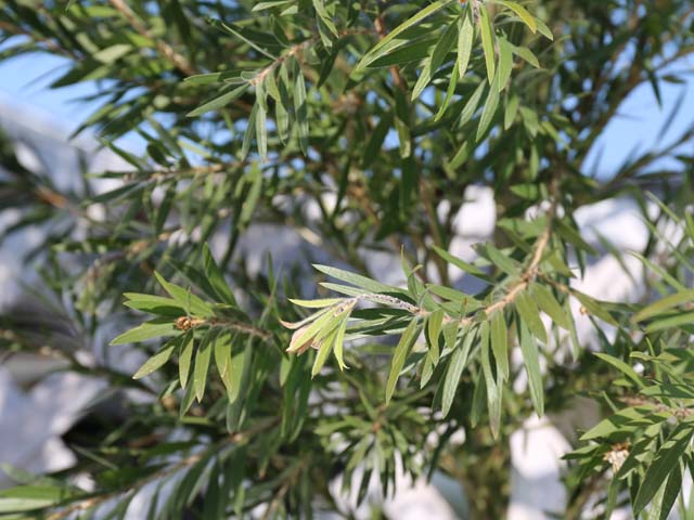 ブラシノキ ドーソンリバー 2m 露地 苗木 ブラシノキ ドーソンリバー 2m 露地 苗木