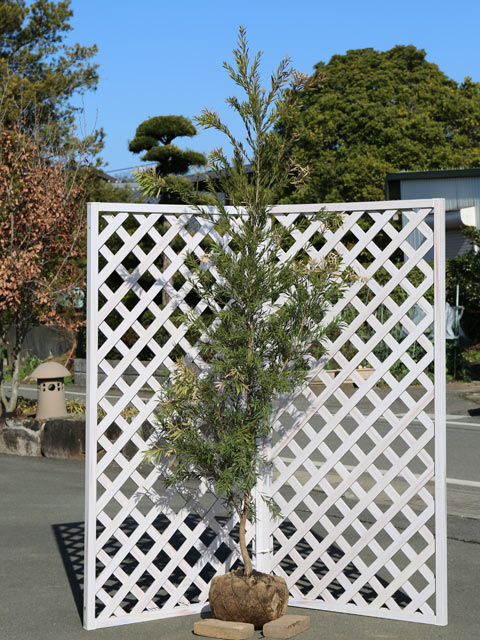 ブラシノキ ドーソンリバー 2m 露地 苗木(14850円)