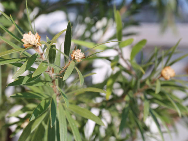 ブラシノキ ドーソンリバー 2m 露地 苗木 ブラシノキ ドーソンリバー 2m 露地 苗木