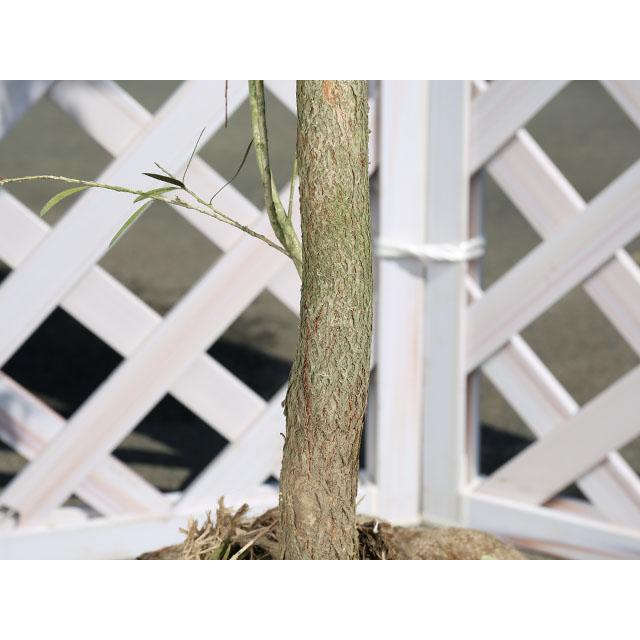 ブラシノキ ドーソンリバー 2m 露地 苗木 ブラシノキ ドーソンリバー 2m 露地 苗木