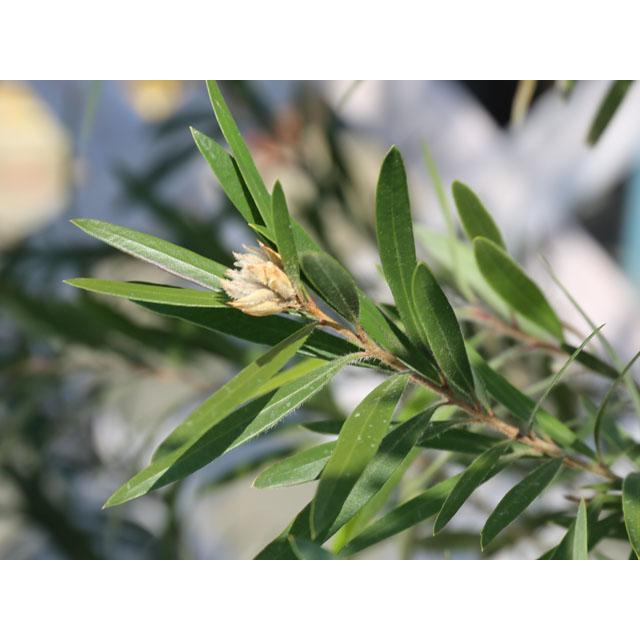 ブラシノキ ドーソンリバー 2m 露地 苗木 ブラシノキ ドーソンリバー 2m 露地 苗木