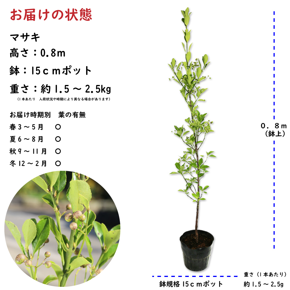 マサキ 0.8m 15cmポット 苗 常緑樹 | statsethiopia.gov.et