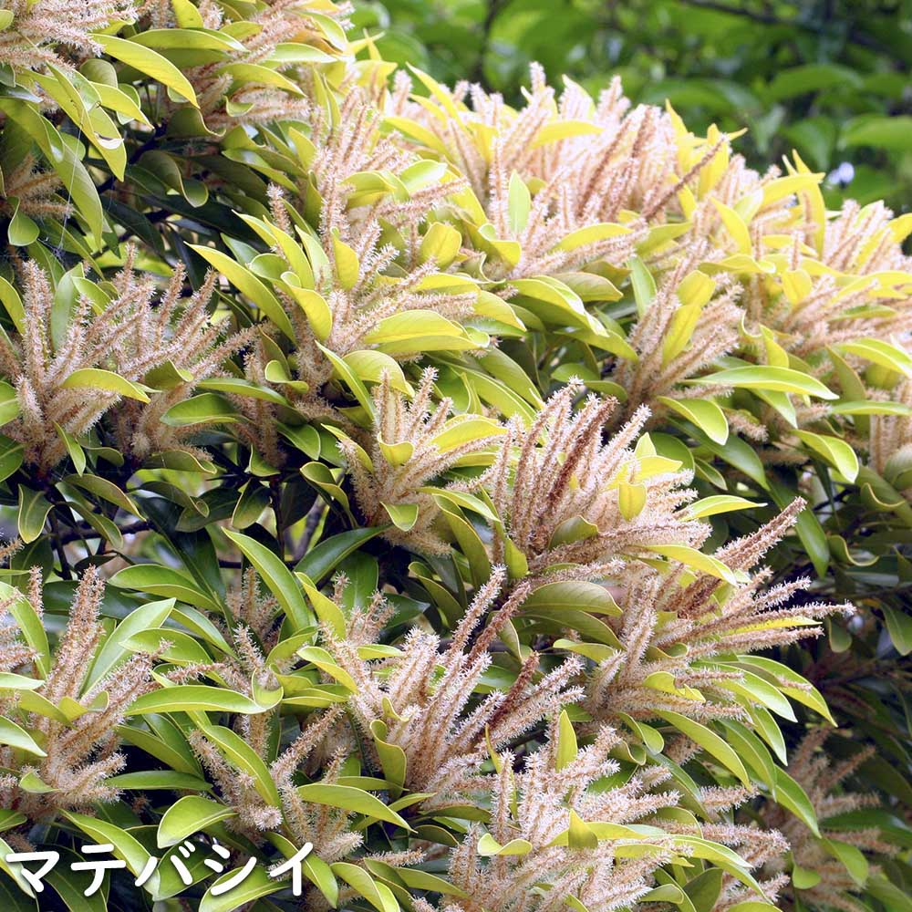 マテバシイ 株立ち 2m 露地 苗木 GMS2342499521