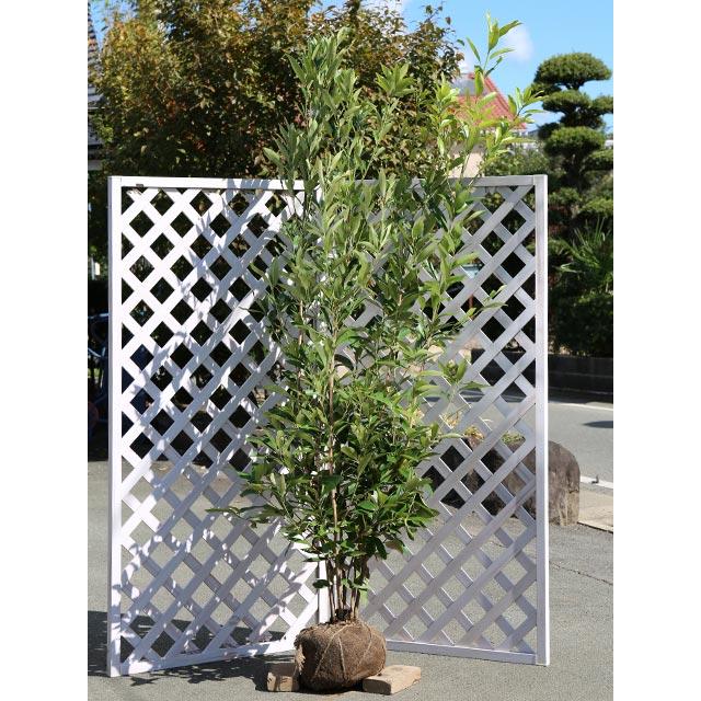 【数量限定アウトレット品】 マテバシイ 株立ち 2m 露地 苗木 【M1764999603】(11550円)