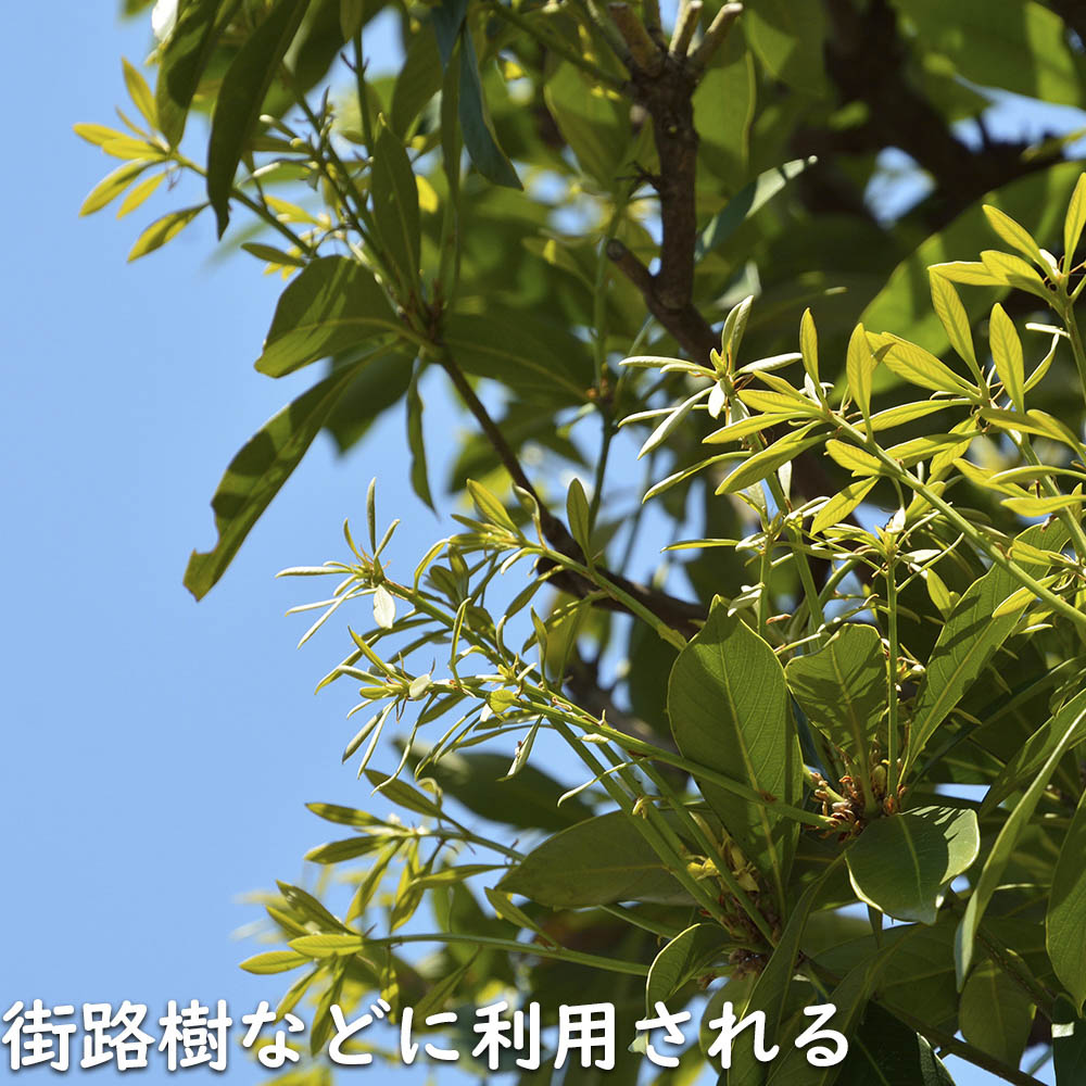 マテバシイ 株立ち 2m 露地 苗木 GMS2342499521