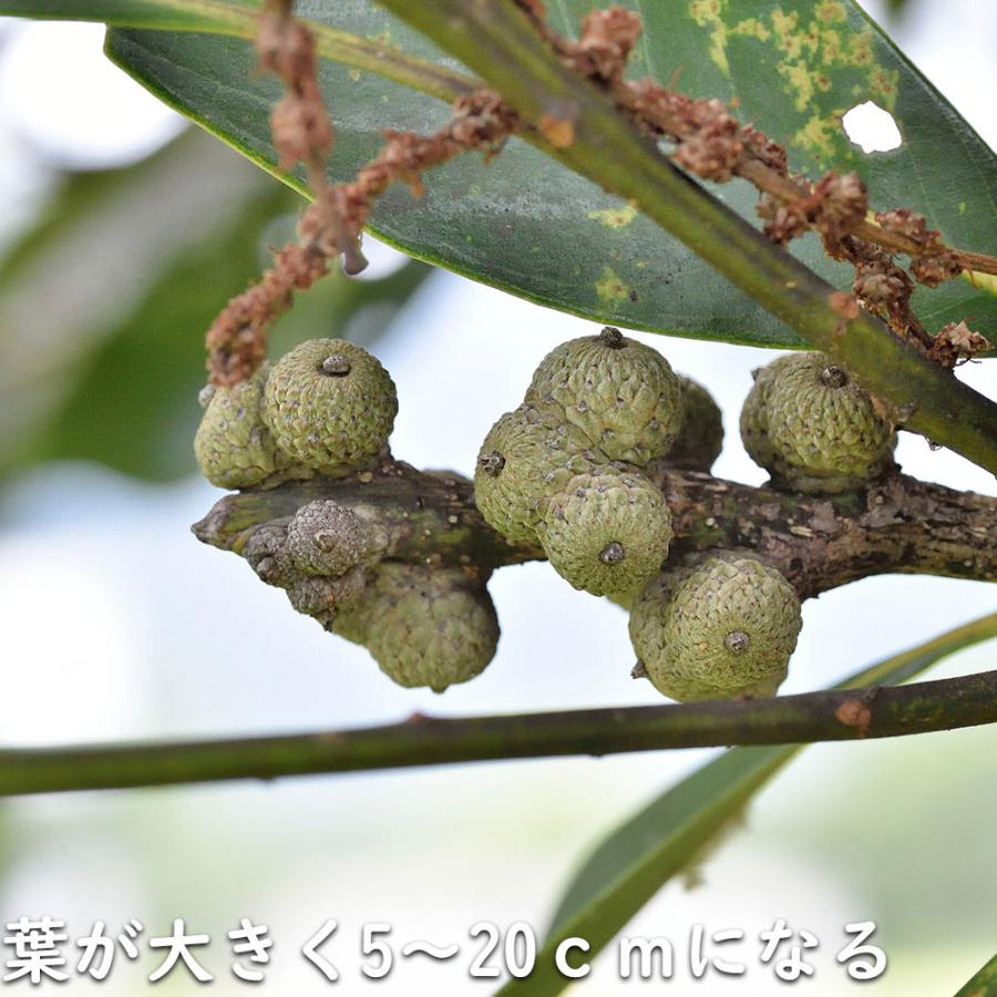 マテバシイ 株立ち 2m 露地 苗木 GMS2342499521