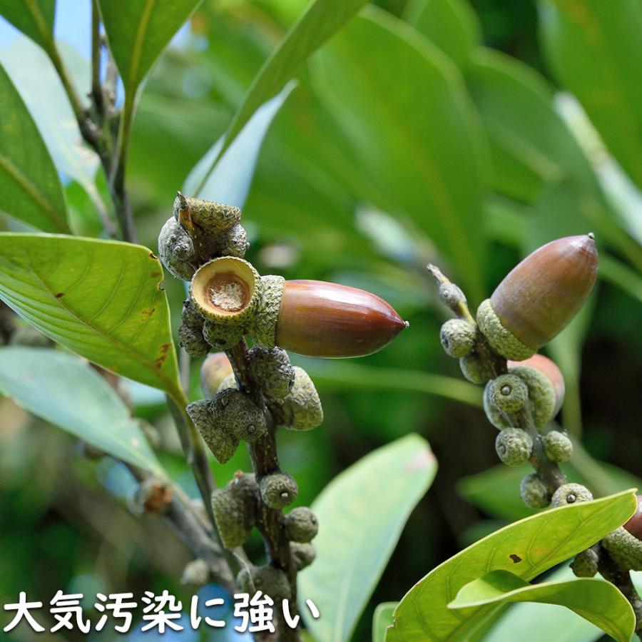 マテバシイ 株立ち 2m 露地 苗木 GMS2342499521