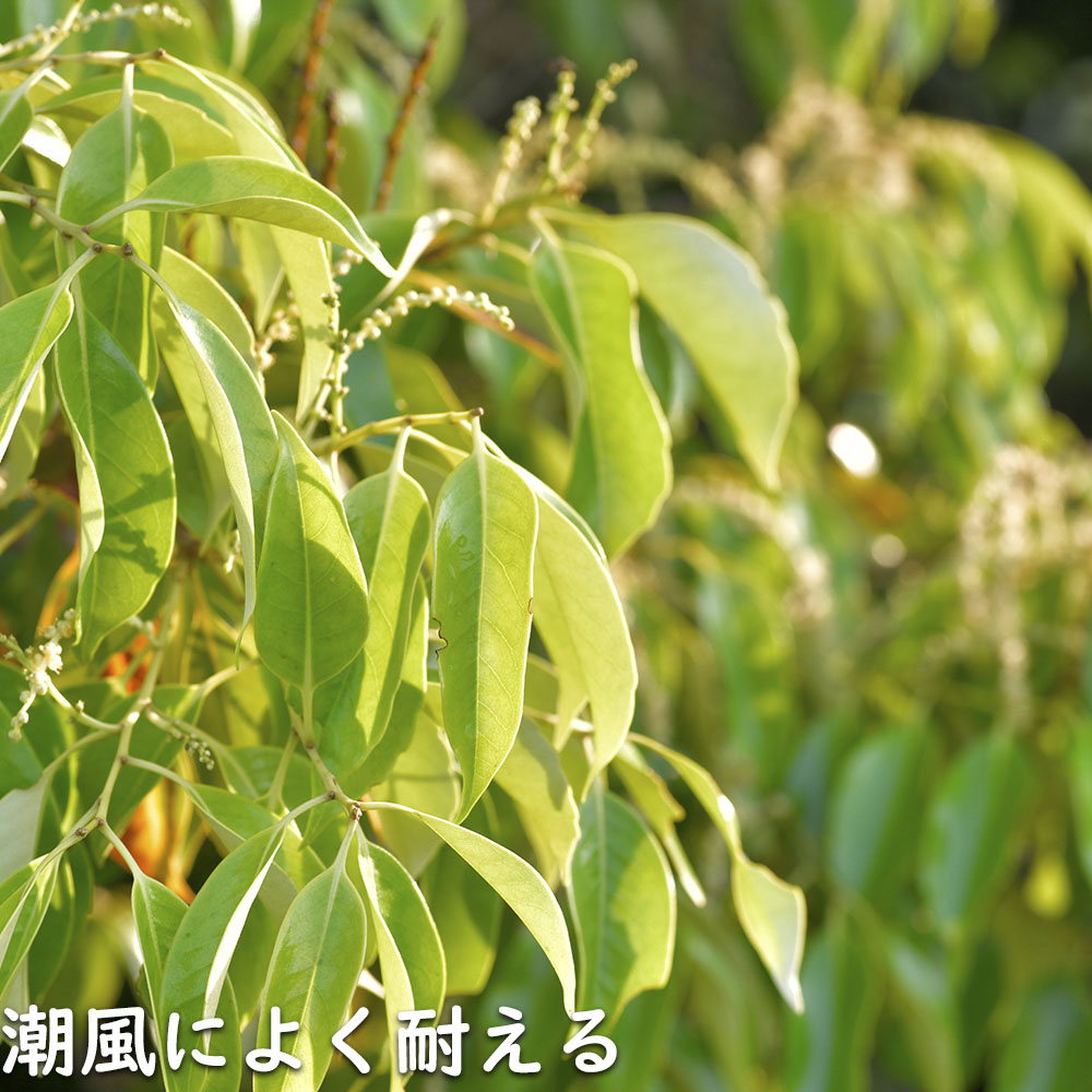 マテバシイ 株立ち 2m 露地 苗木 GMS2342499521