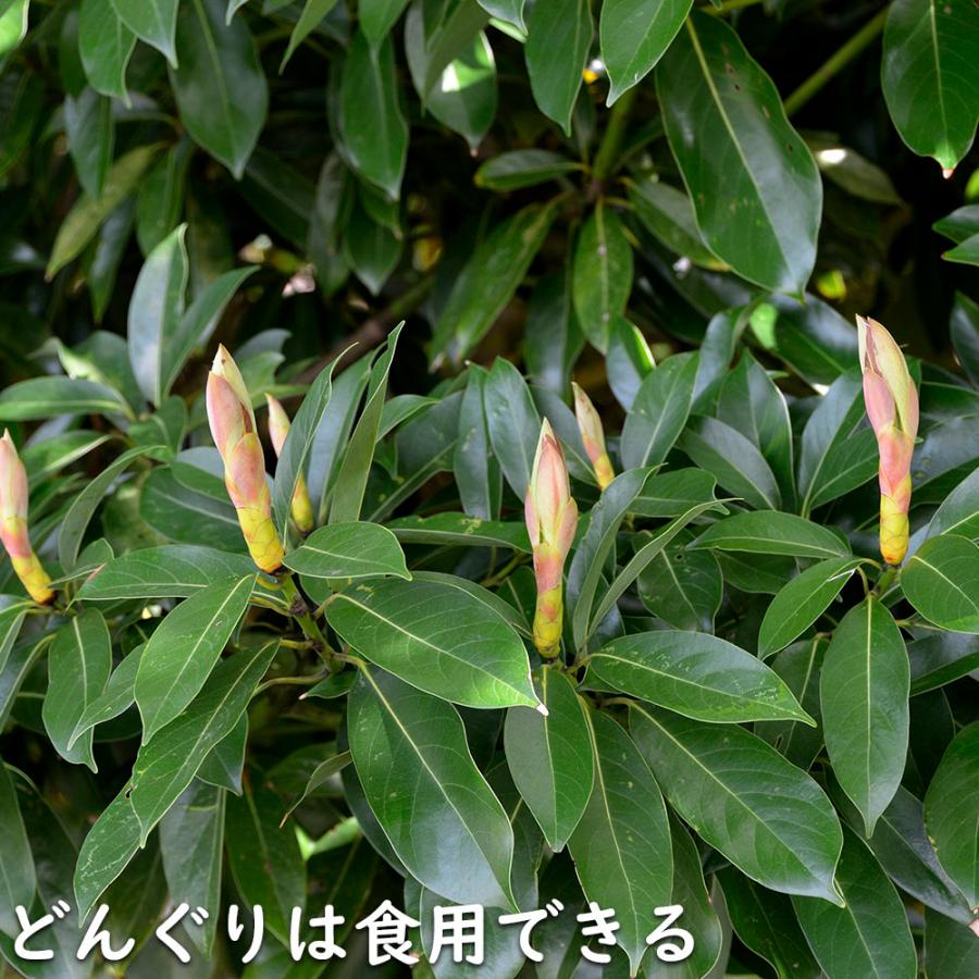 マテバシイ 株立ち 2m 露地 苗木 GMS2342499521