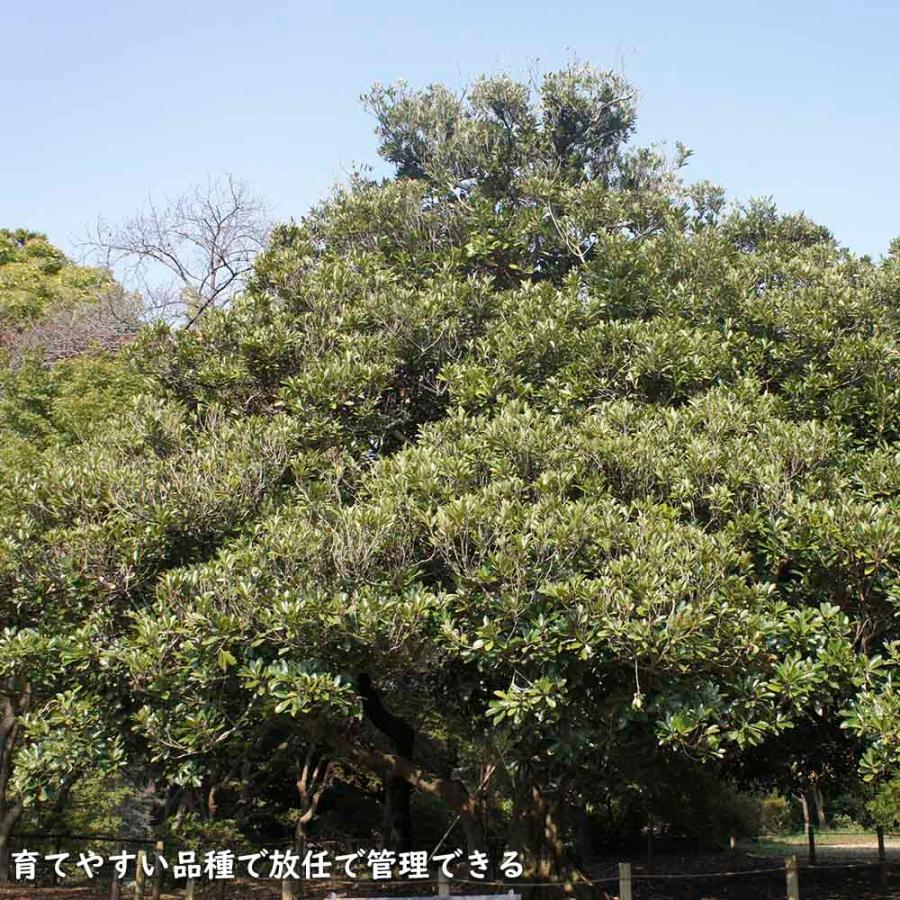 マテバシイ 株立ち 2m 露地 苗木 GMS2342499521