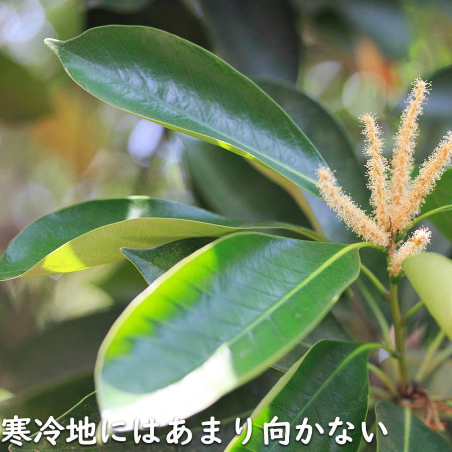 マテバシイ 株立ち 2m 露地 苗木 GMS2342499521