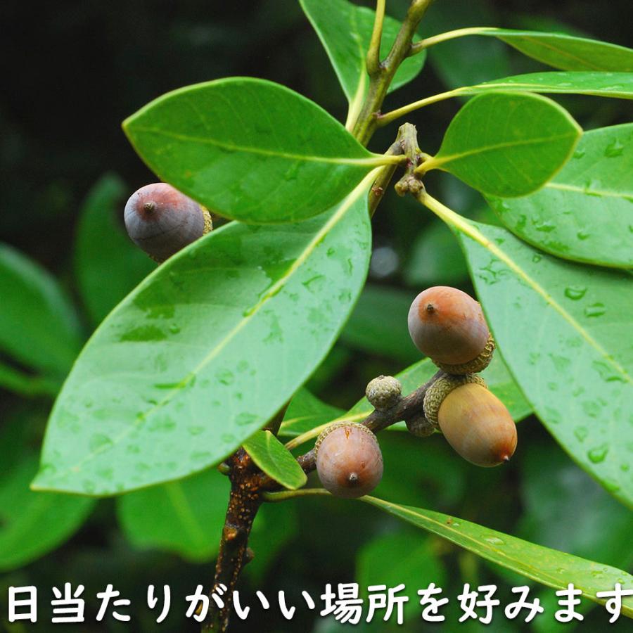 マテバシイ 株立ち 2m 露地 苗木 GMS2342499521