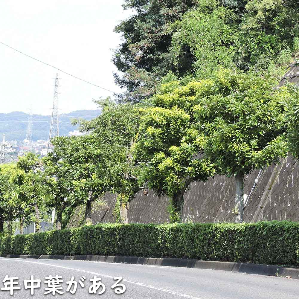 マテバシイ 株立ち 2m 露地 苗木 GMS2342499521