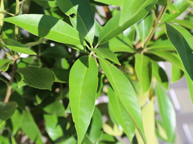 マテバシイ 株立ち 2m 露地 苗木 GMS2342499521