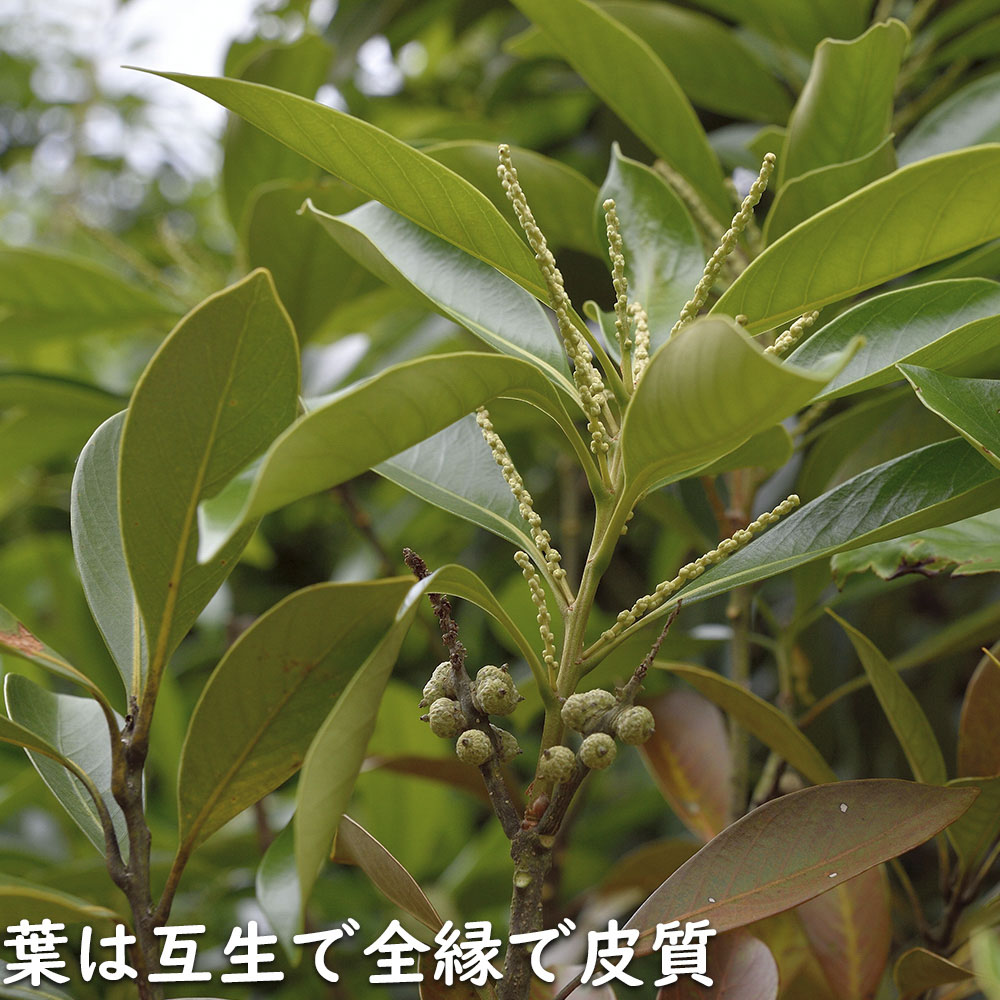 マテバシイ 株立ち 2m 露地 苗木 GMS2342499521