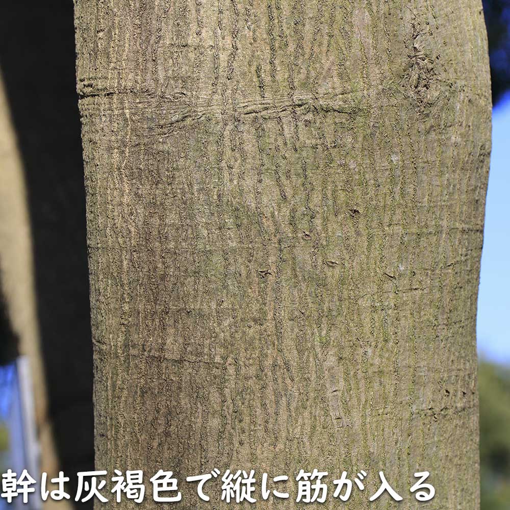 マテバシイ 株立ち 2m 露地 苗木 GMS2342499521