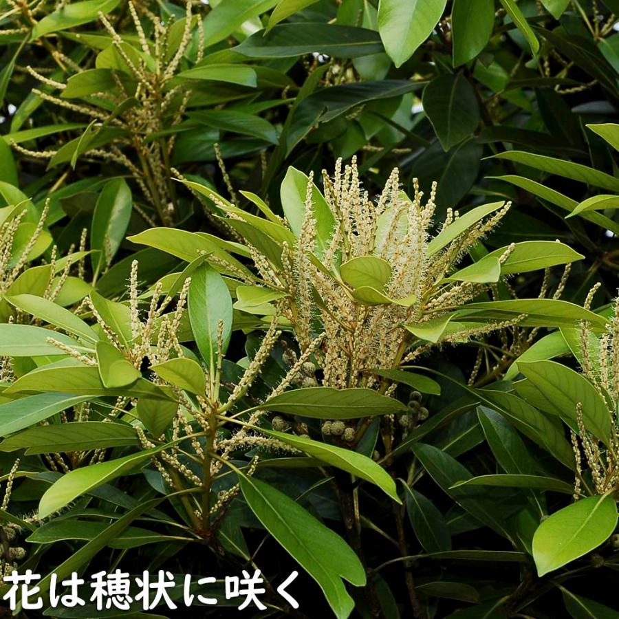 マテバシイ 株立ち 2m 露地 苗木 GMS2342499521