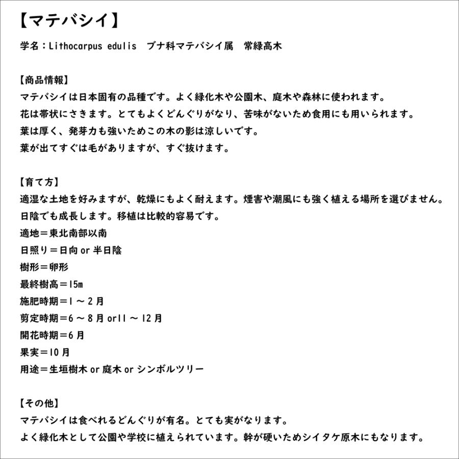 マテバシイ 株立ち 2m 露地 苗木 GMS2342499521