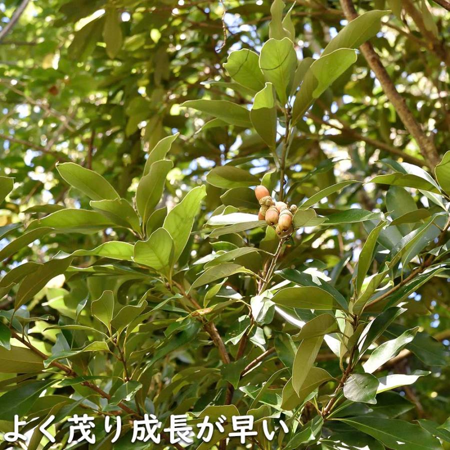 マテバシイ 株立ち 2m 露地 苗木 GMS2342499521