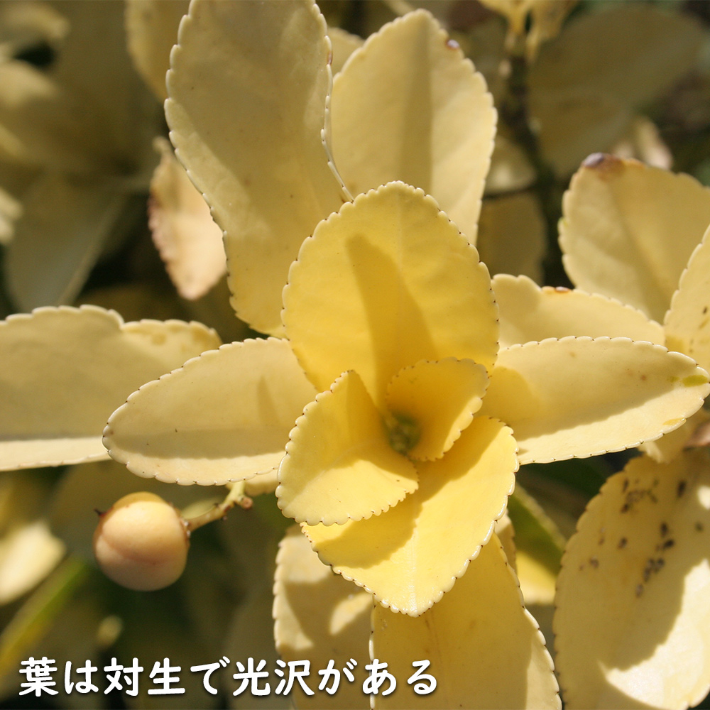 オウゴンマサキ 1.2m 15cmポット 10本 苗 関連画像3