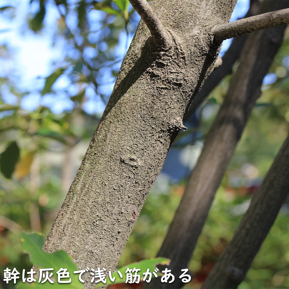 オウゴンマサキ 1.2m 15cmポット 10本 苗 関連画像4