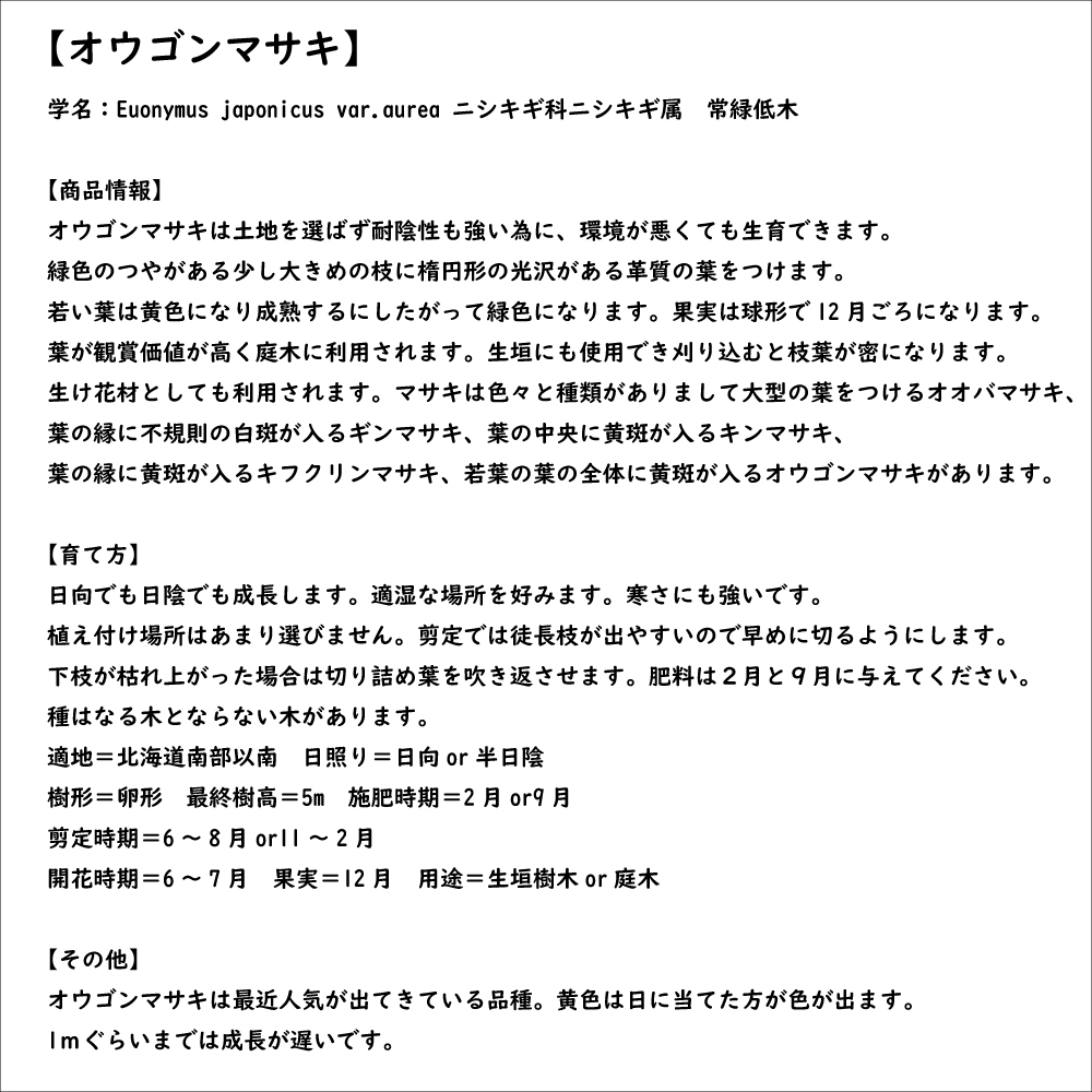オウゴンマサキ 0.5m 10.5cmポット 苗｜green-netbox｜08