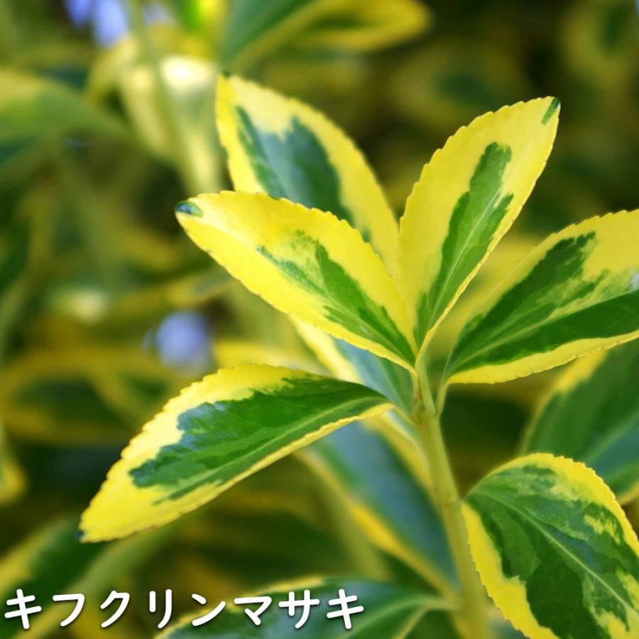 ローボード キフクリンマサキ 0.5m 9.0cmポット 15本 苗 【L1475110457】 (9653円)