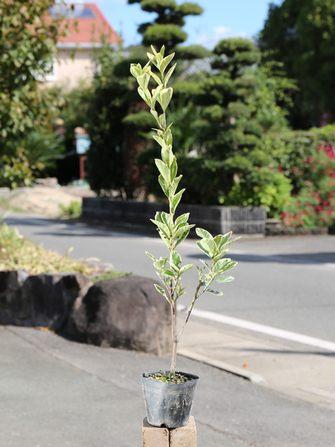 キフクリンマサキ 0.5m 9.0cmポット 15本 苗(9653円)