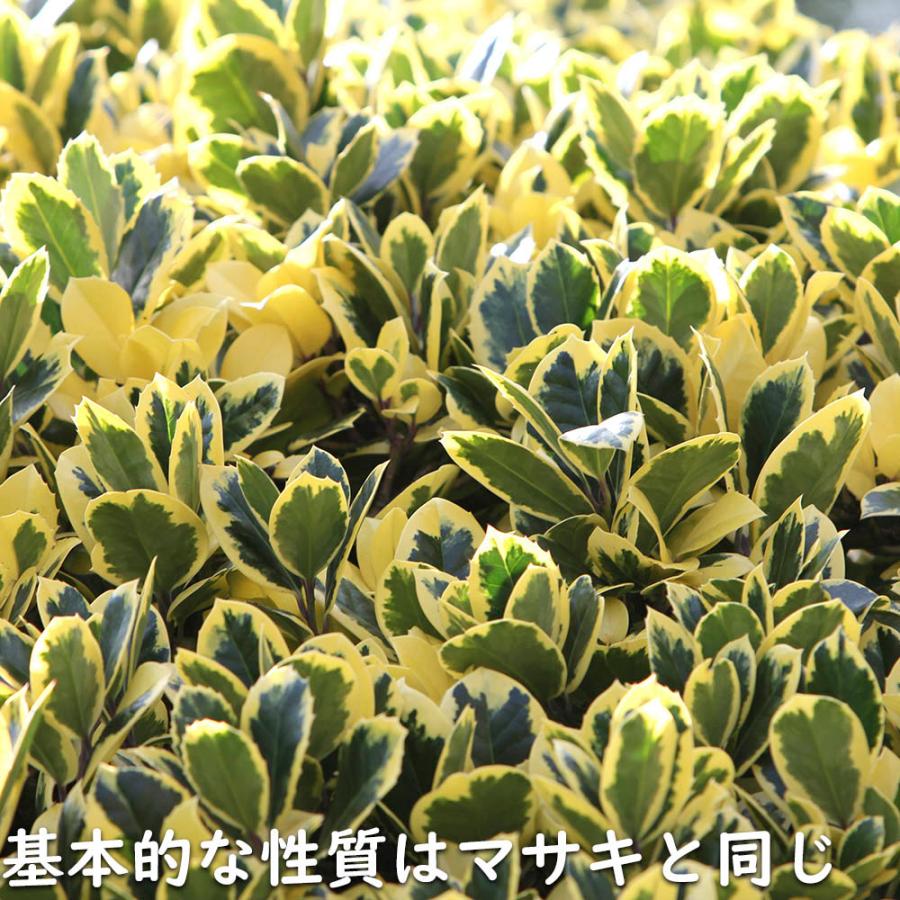 ローボード キフクリンマサキ 0.5m 9.0cmポット 15本 苗 【L1475110457】 (9653円)