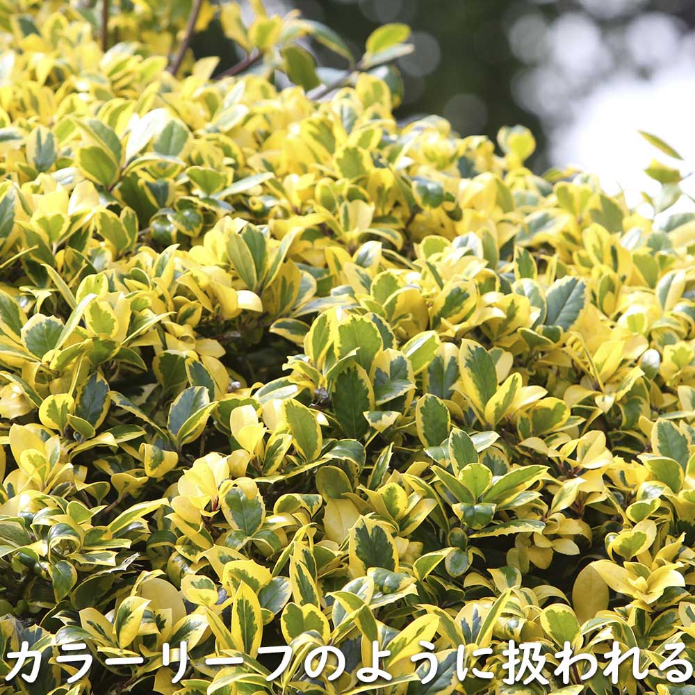 ローボード キフクリンマサキ 0.5m 9.0cmポット 15本 苗 【L1475110457】 (9653円)