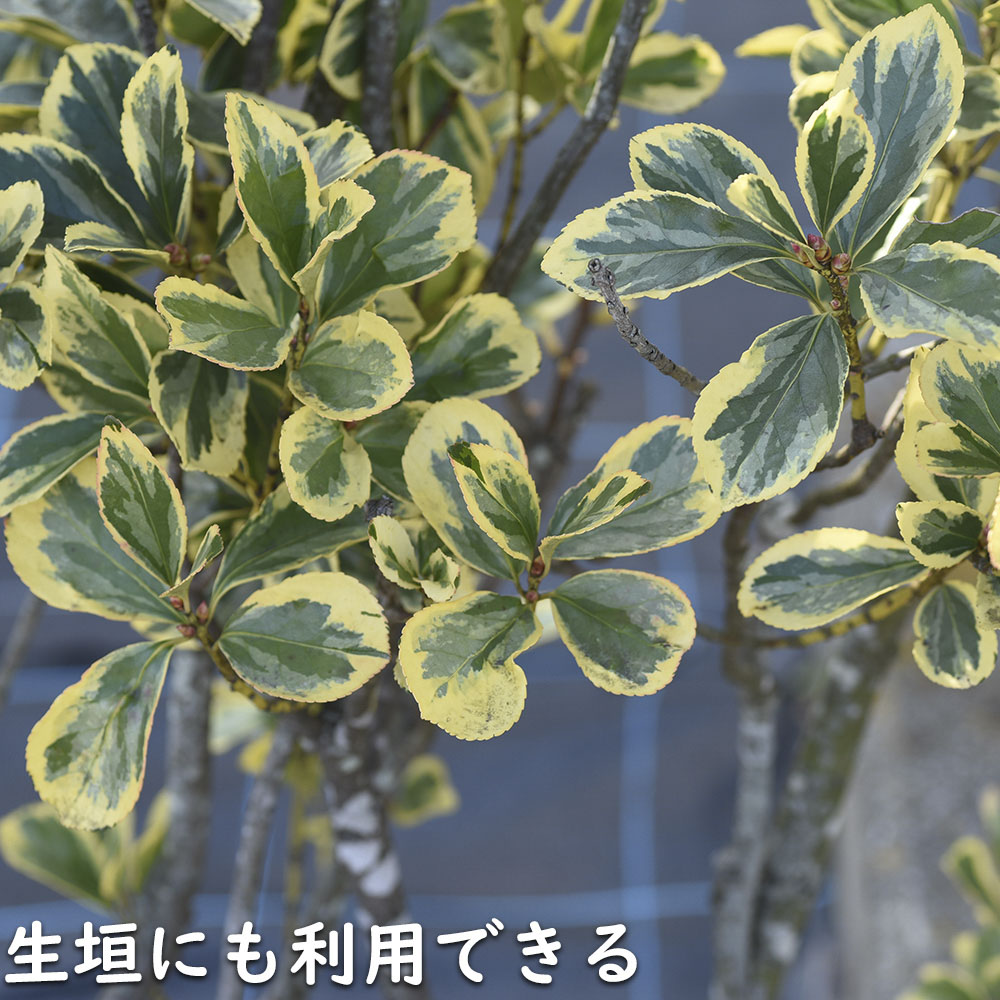 ローボード キフクリンマサキ 0.5m 9.0cmポット 15本 苗 【L1475110457】 (9653円)