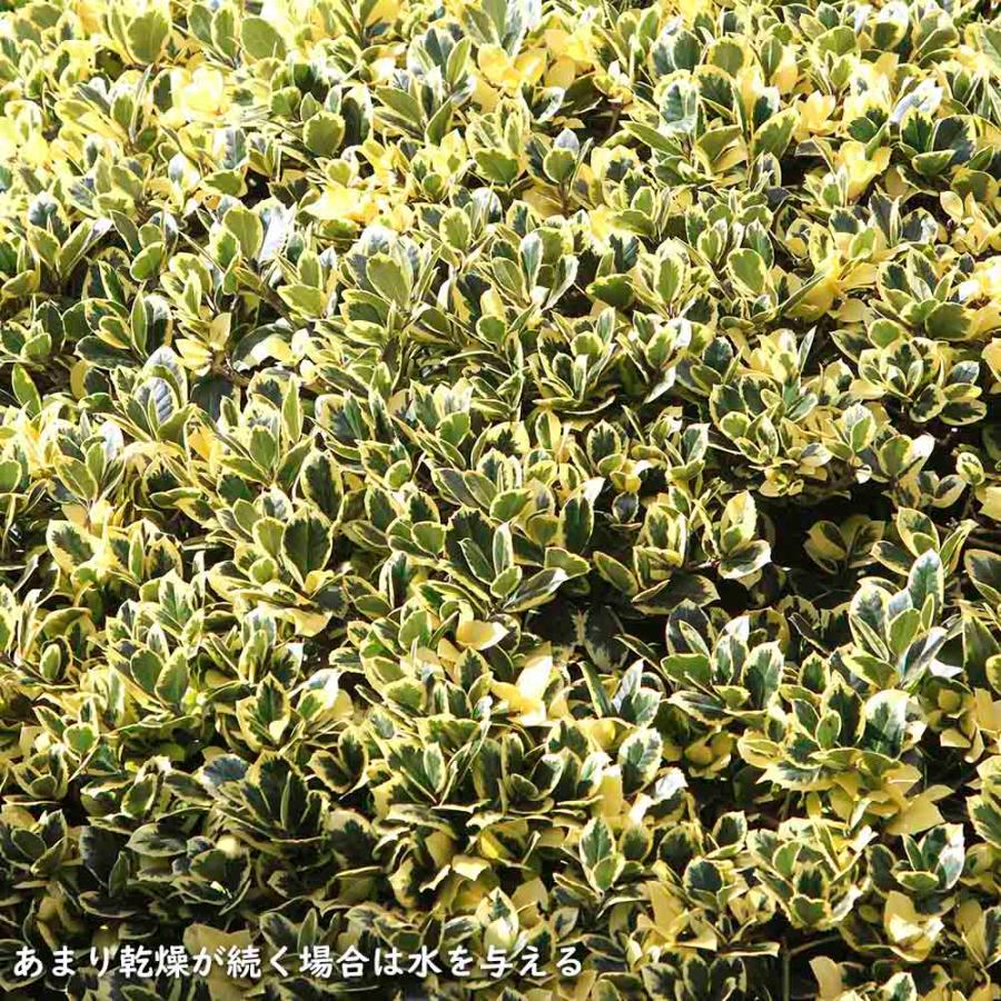 ローボード キフクリンマサキ 0.5m 9.0cmポット 15本 苗 【L1475110457】 (9653円)