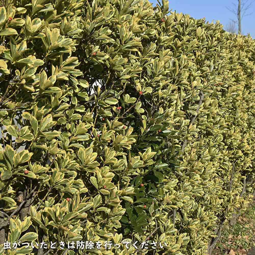 キフクリンマサキ 2m 露地 苗木 : 700520 : トオヤマグリーン - 通販