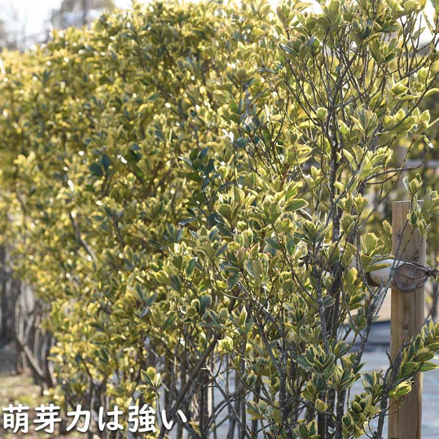 ローボード キフクリンマサキ 0.5m 9.0cmポット 15本 苗 【L1475110457】 (9653円)